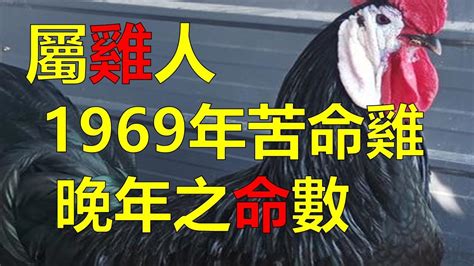 1969生肖雞|【1969年屬雞】1969年屬雞者趨吉避兇指南：2023